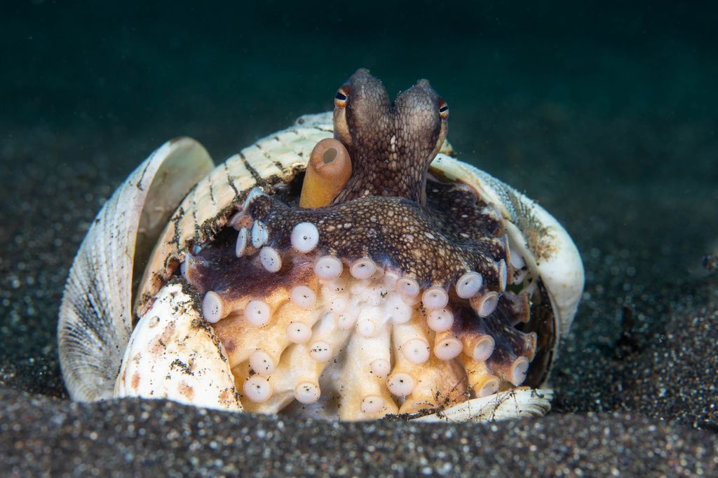 poulpe dans coquillage